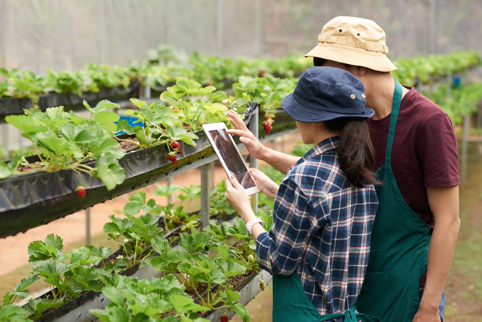 medium shot agronomists taking picture strawberry with digital tablet